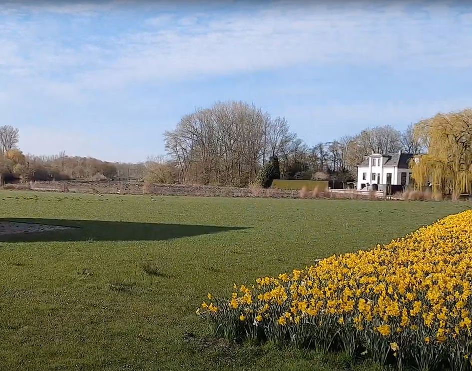 afbeelding van een groen veld met narcissen. Een kennismaking met de pluktuin