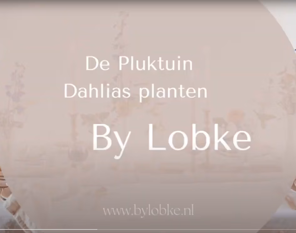 De pluktuin Dahlias planten